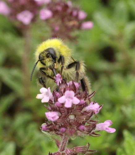 Réf. 191 261 : Bombus pratorum
